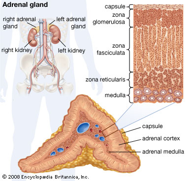 Steroid kidney disease